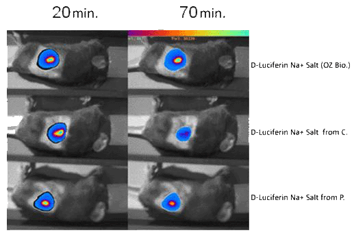 D-Luciferin Na+ Salt Results