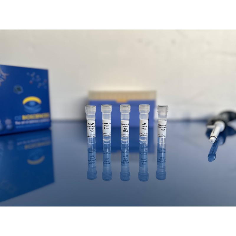 Poly(A) Kit