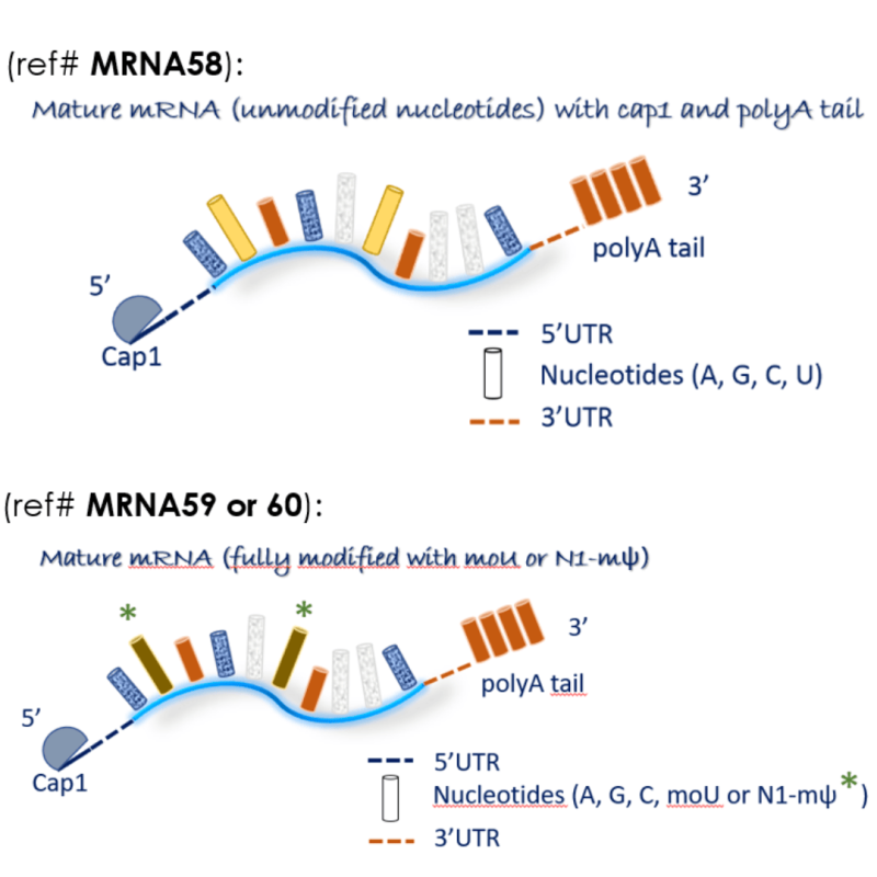 c-Myc mRNA
