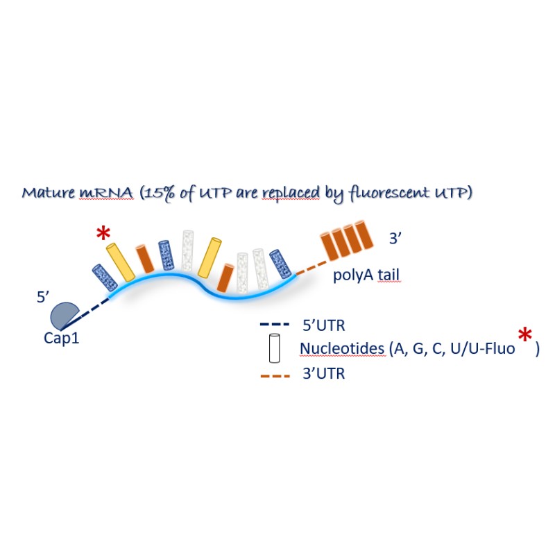 Cy5 F-Luc mRNA