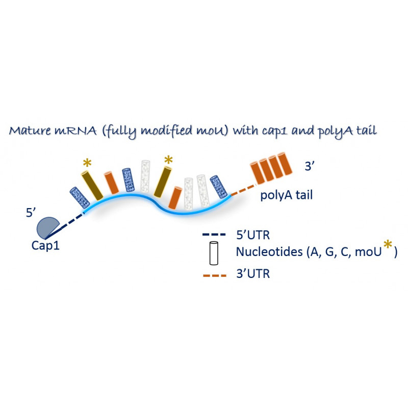 mature mRNA moU