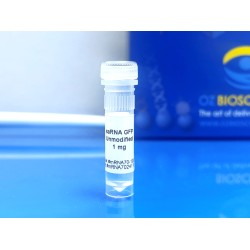 gfp self-amplifying rna