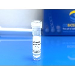 fluc self-amplifying rna