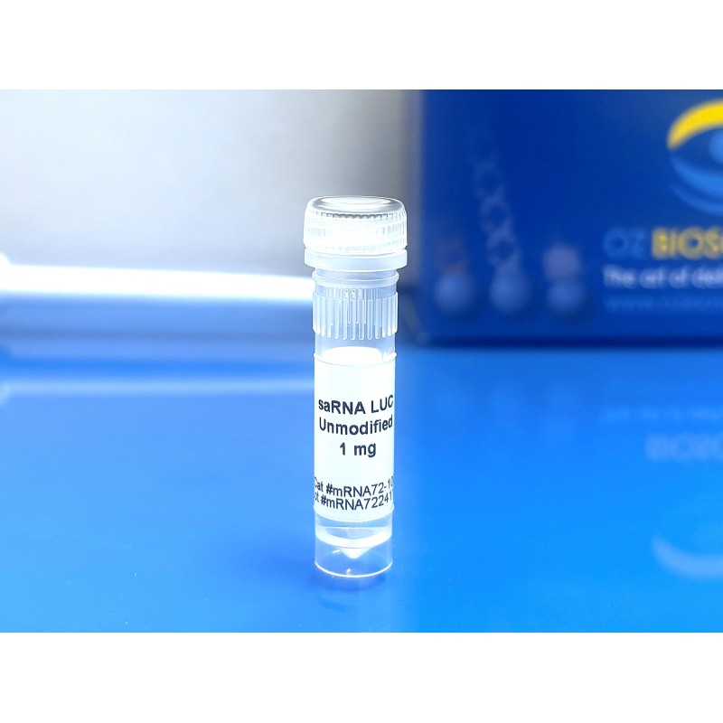 FLuc saRNA
