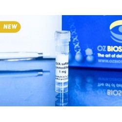 Ova self-amplifying RNA