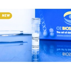 Spike Self-amplifying RNA