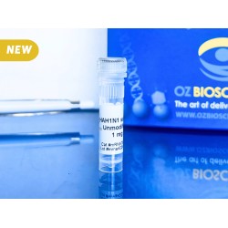 HA(FL)-H1N1 Self-amplifying RNA