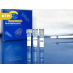 3 LNP formulations
