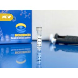KLF4 mRNA