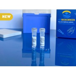 polymag transfection