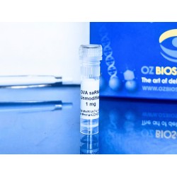 ova self-amplifying RNA