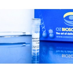 HA(FL)-H1N1 self-amplifying RNA