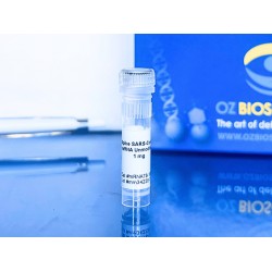 spike sars cov 2 self-amplifying RNA