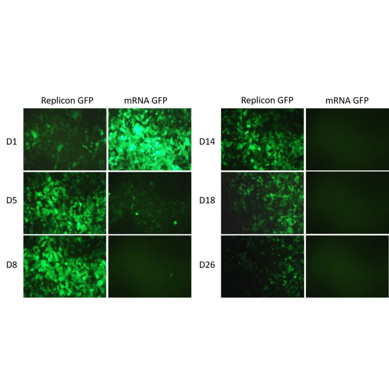 egfp self-amplifying rna