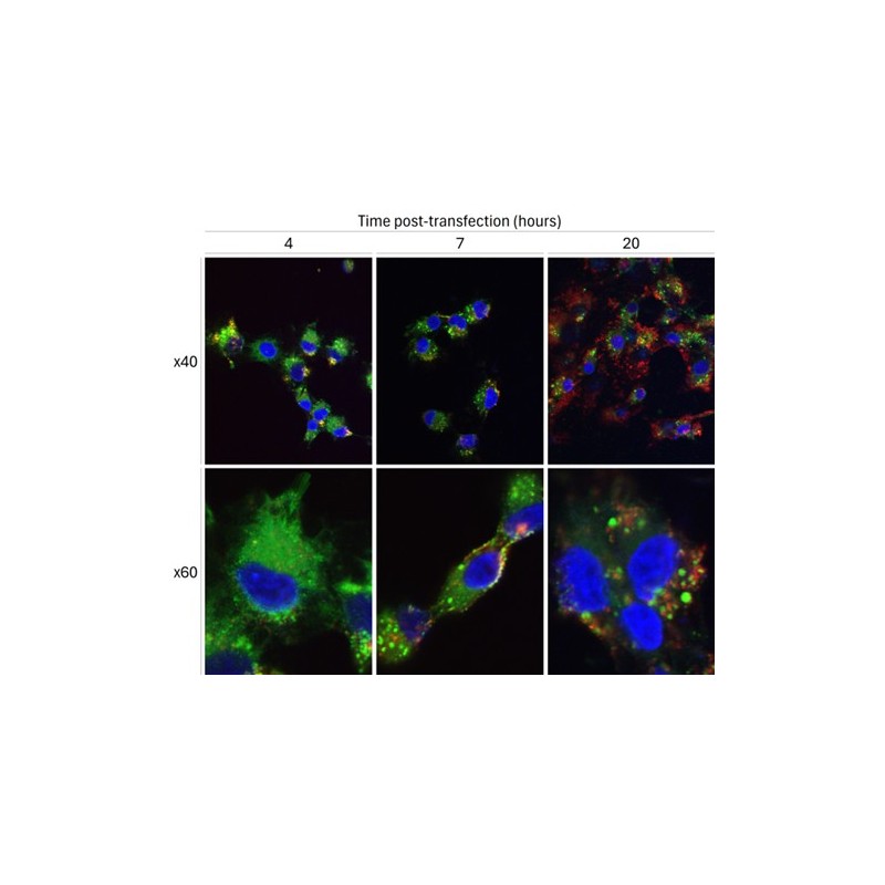 Cy5-labeled scrambled siRNA formulated in Lipid NanoParticle