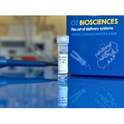 LNP-siRNA Cy5-labeled