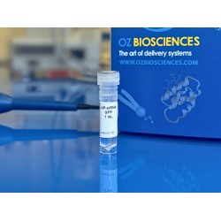 siRNA targeting GFP in LNP