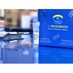 OVA mRNA lipid nanoparticle immune response