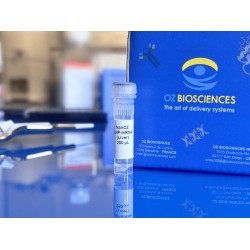 liver targeted LNP mRNA delivery