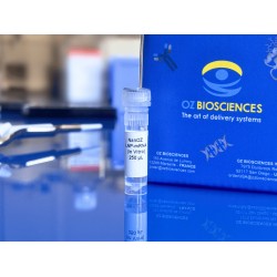 LNP mRNA transfection in vitro