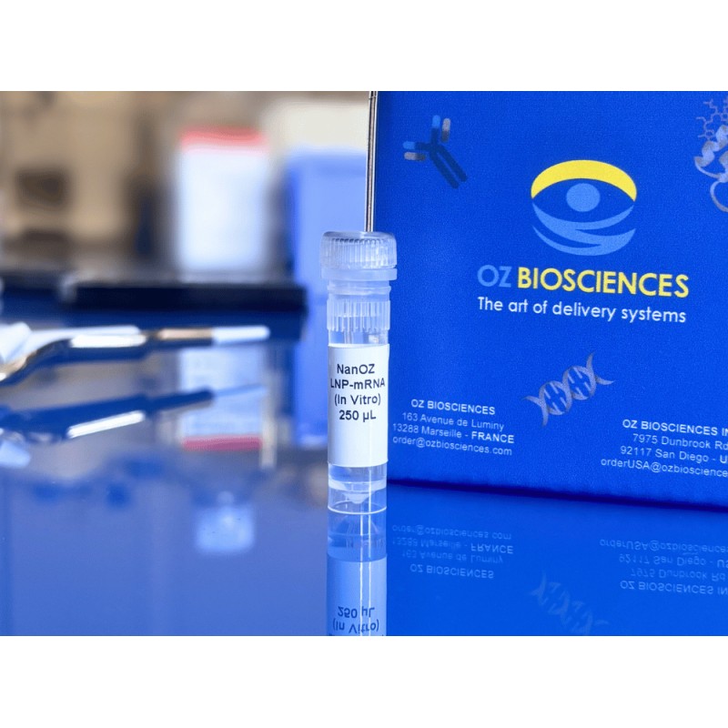 NanOZ LNP in vitro