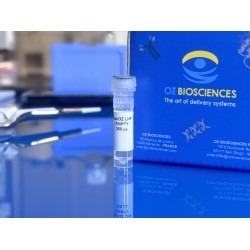 empty LNP for control LNP mRNA