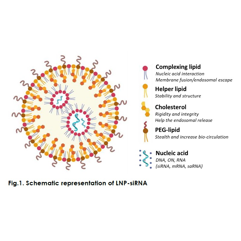 mc3 lipid nanoparticles sirna