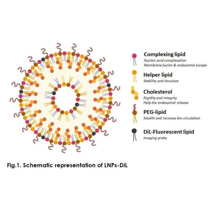 dil lipid nanoparticles