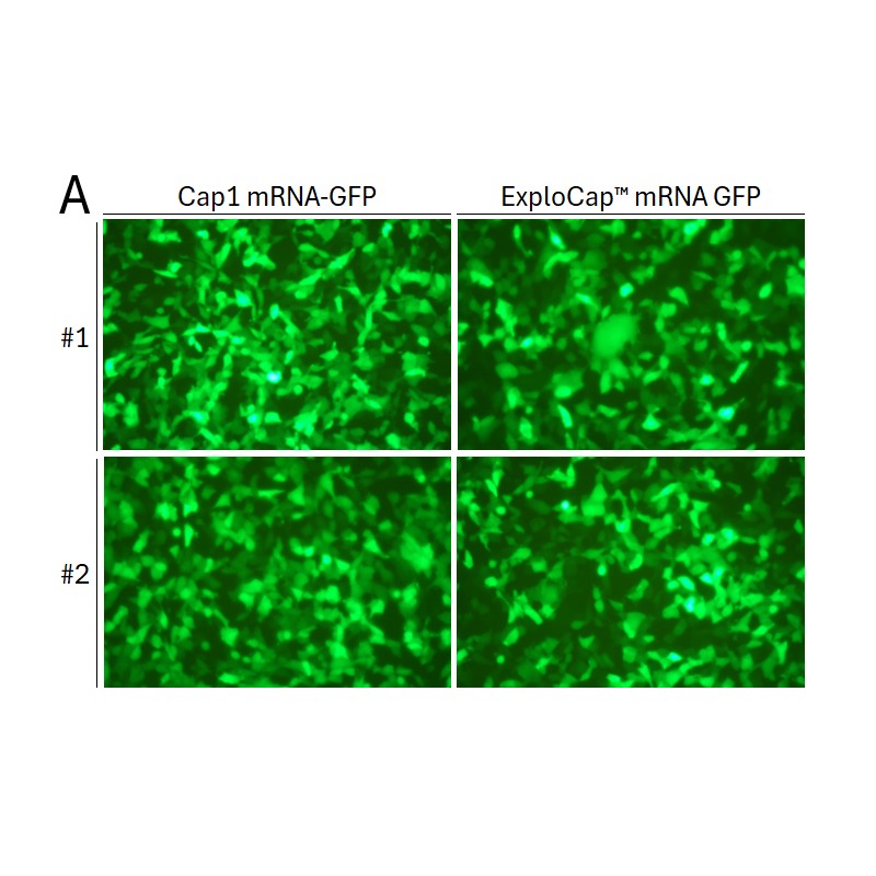 egfp mrna cap analog