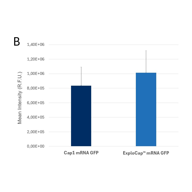 gfp mrna capped with explocap