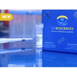 lnp stem cell transfection