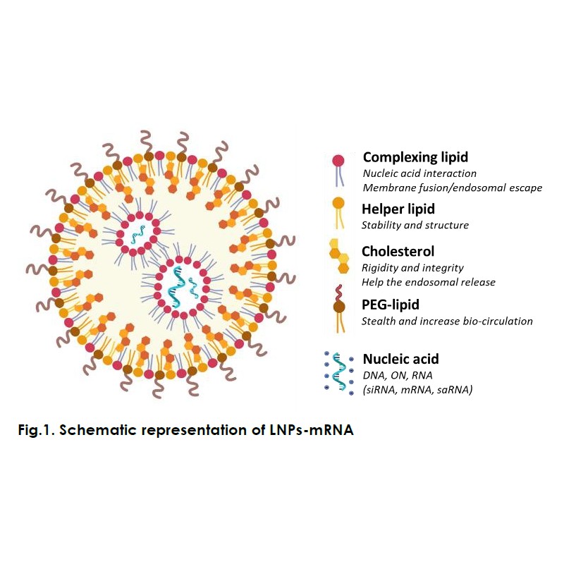 gfp mrna encapsulated in lnp for stem cell transfection
