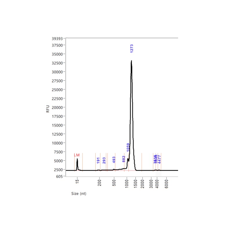 poly a tailing kit mrna
