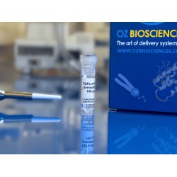 TGF Alpha 1 mRNA