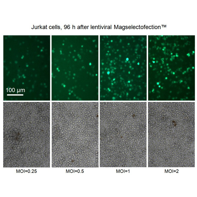 transduction on cell sorting column