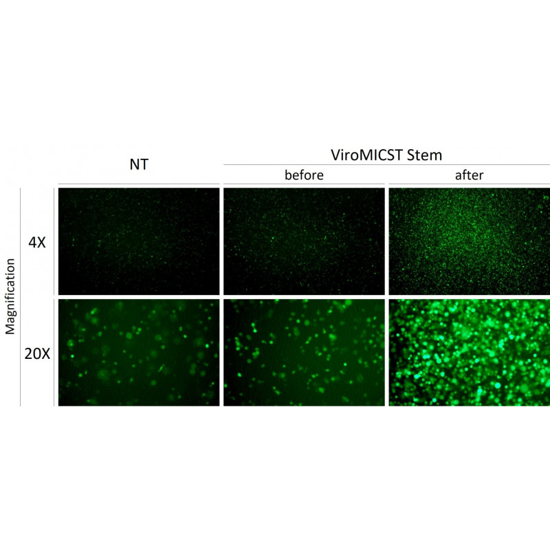 stem cell cell sorting column transduction