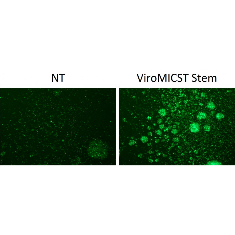 ViroMICST Stem Transduction Enhancer