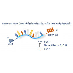 mCherry mRNA - Reporter gene mRNAs - OZ Biosciences