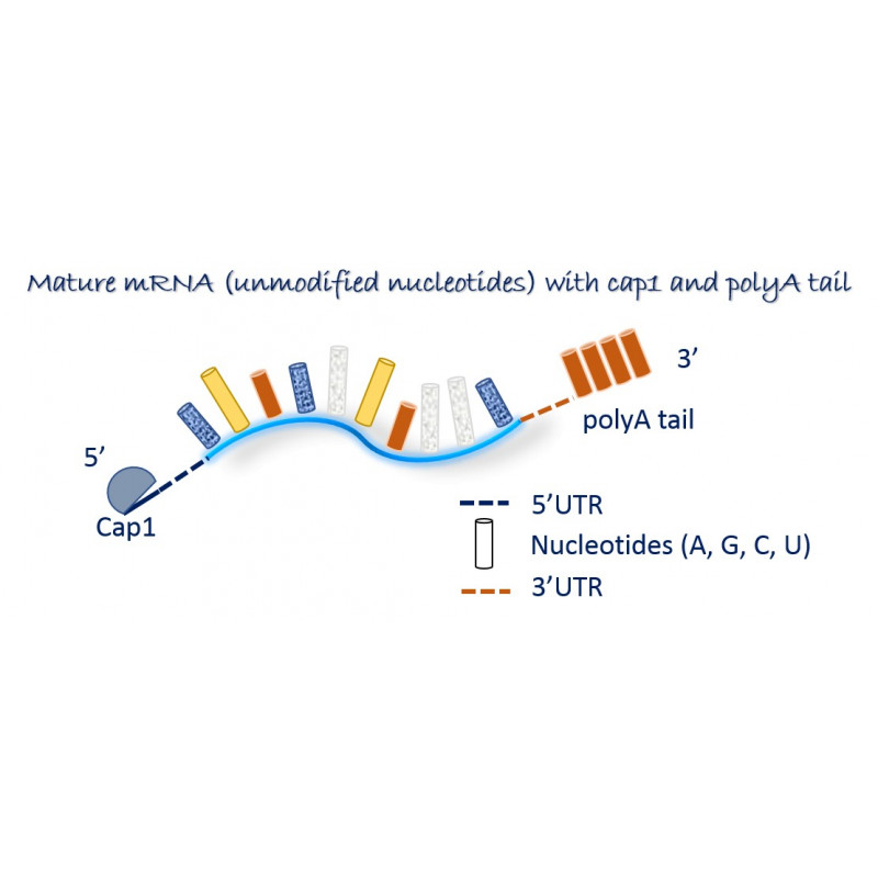 b gal mrna