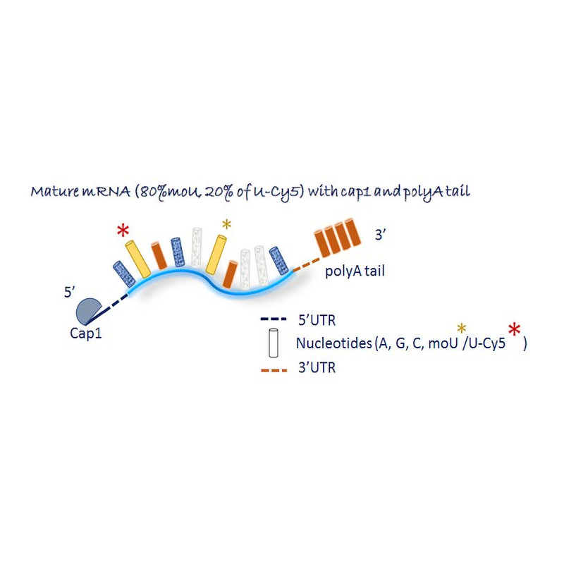 Cy5 F-Luc mRNA