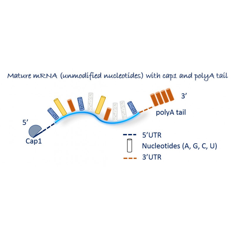mature mRNA Unmodified