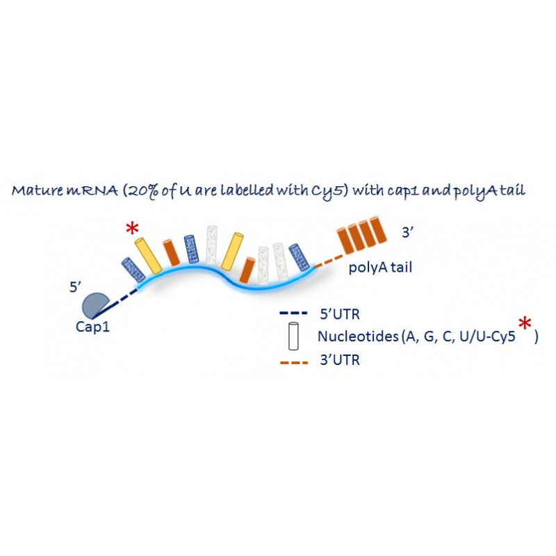 reporter gene fluc mrna
