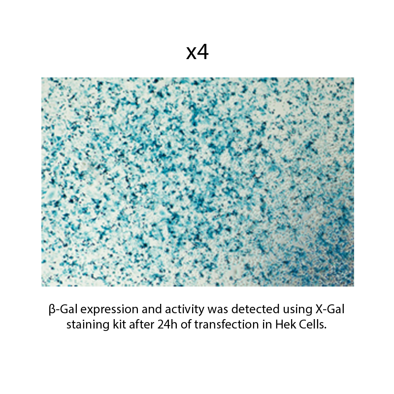 beta galactosidase reporter gene