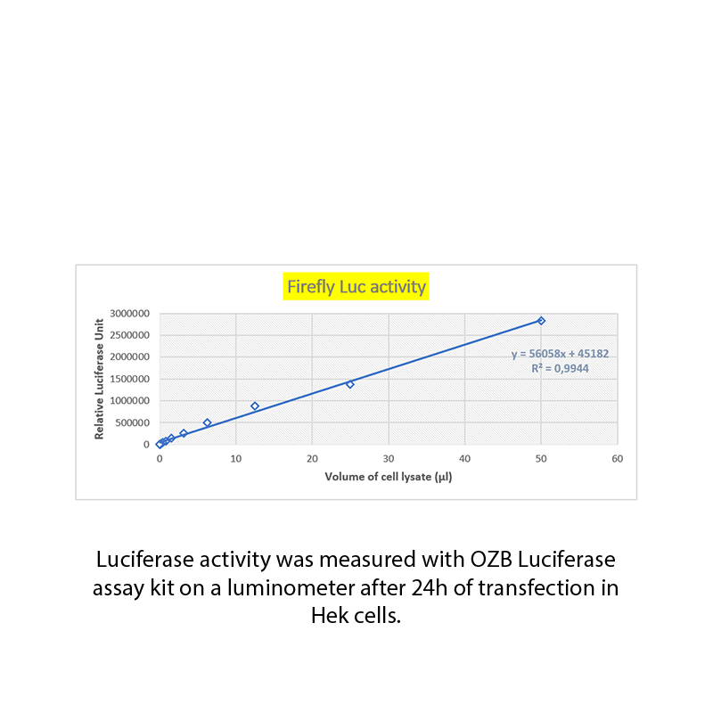 FireFly Luciferase mRNA
