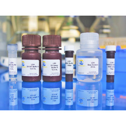 LDH Cytotoxicity Assay Kit