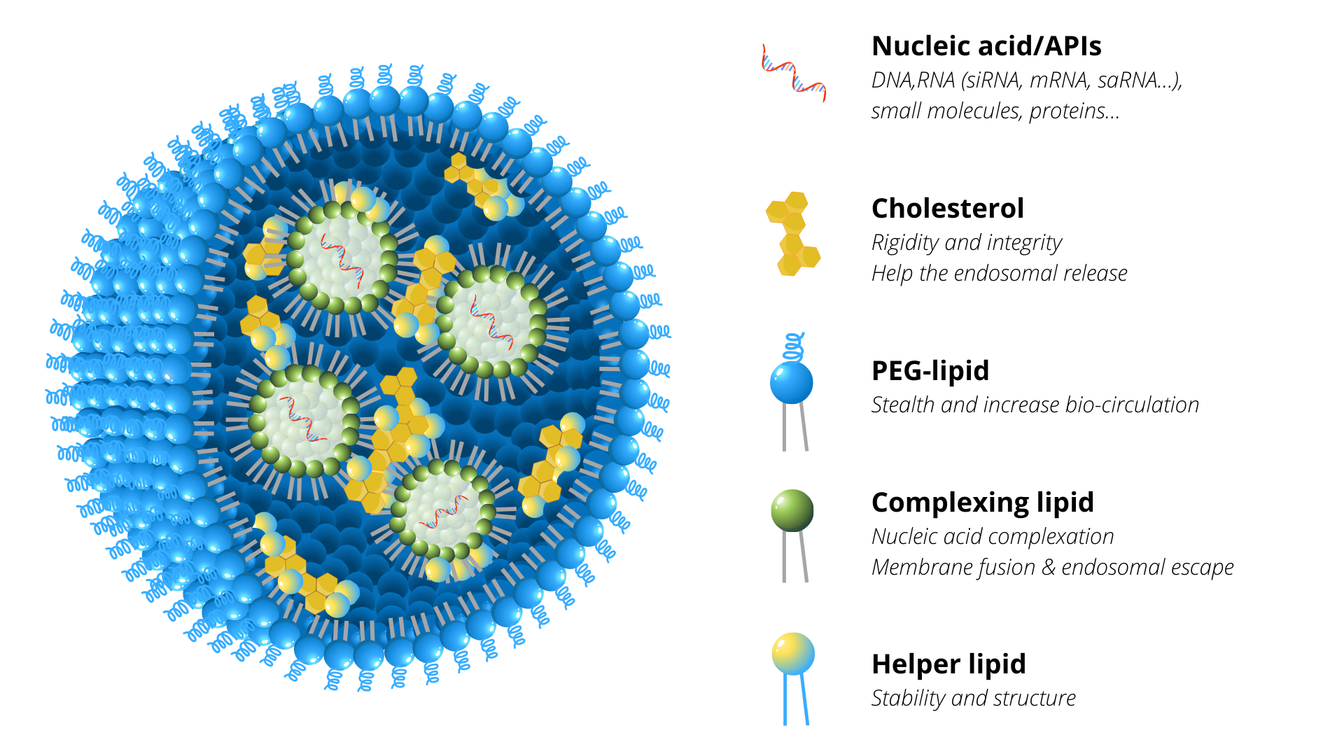 Schematic representation of lipid nanoparticles (LNPs)
