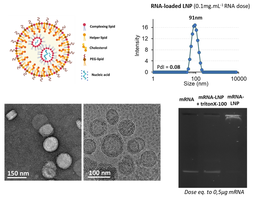 custom lipid synthesis