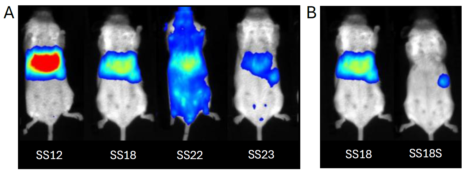 lipid nanoparticles (LNP)