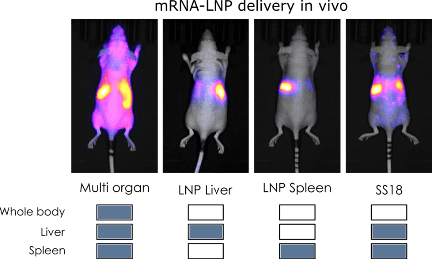 lnp in vivo delivery