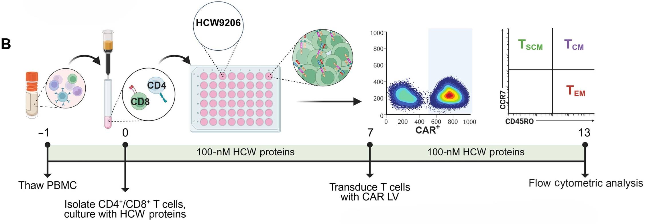CAR T cell manufacturing